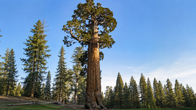 Meet the General Grant Tree: The world's second-largest tree that became America's only living National Shrine