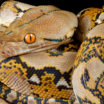 Meet the world's longest snake, a silent killer that doesn't even need venom to kill, is capable of virgin birth, and has taken human beings to meals
