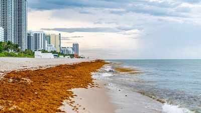 Mexico cleaned over 100K tons of sargassum at the beginning of 2026, but is still facing a seaweed crisis due to the invasive species deeply impacting its tourism