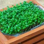 <b>Micro gardening at home: A step-by-step beginner's guide</b>