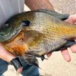 Minnesota retiree Dale Hoffman took his new rod on its first trip; when it nearly flew from the boat, he grabbed it and landed a 2.21-pound state-record bluegill