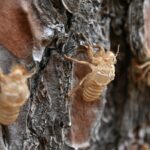 Mississippi’s termite swarms are here, and a single treatment can cost up to $1,750