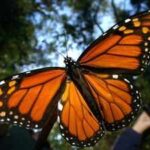 Monarch butterfly has been added to endangered species list, to conserve them scientists in California have given them solar-powered radio backpacks