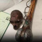 Passenger carrying ‘Monkey Skull’ in bag detained at Delhi airport by CISF; wildlife case now under investigation