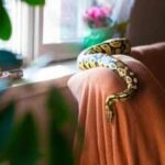 Monsoon safety guide to prevent snakes from entering homes: 5 things every homeowner should do |
