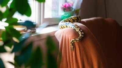 Monsoon safety guide to prevent snakes from entering homes: 5 things every homeowner should do |
