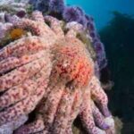 More than 99% of California’s sunflower sea stars vanished, now scientists have found a mysterious colony that could help revive dying kelp forests