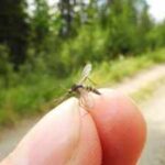 In October 2025, an insect enthusiast found three mosquitoes in his backyard; the discovery ended Iceland’s status as one of ‘Earth’s last mosquito-free destinations’