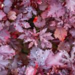 5 Plants with red leaves to add a splash of colour to your home