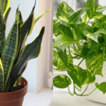 5 plants that can grow in small pots and are suitable for small spaces