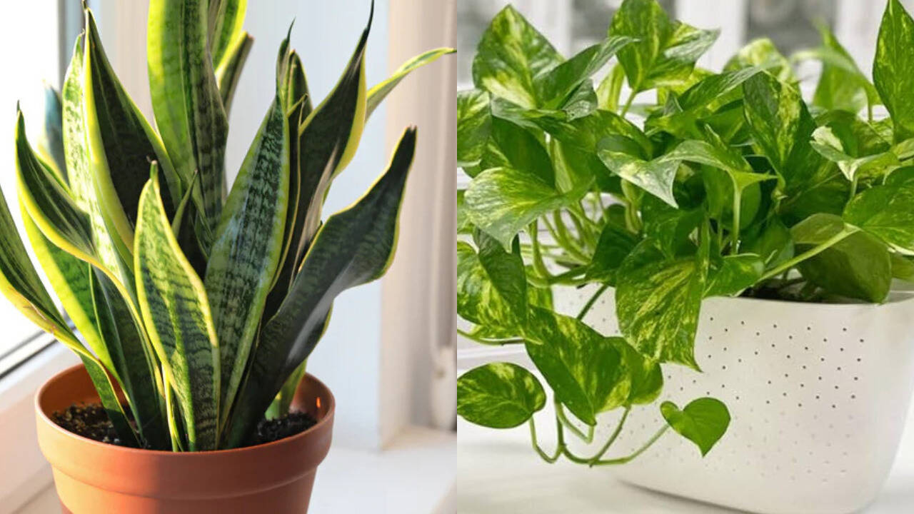 5 plants that can grow in small pots and are suitable for small spaces