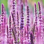 5 Plants with purple flowers to bring royal colour to your garden