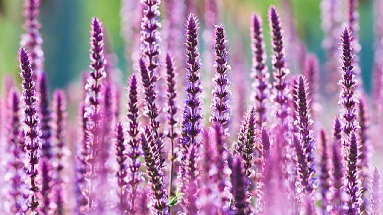 5 Plants with purple flowers to bring royal colour to your garden