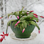 5 Succulent plants perfect for small indoor gardens