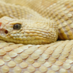 5 stunning yellow snakes found in the wild