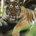 5 legendary tigers of India