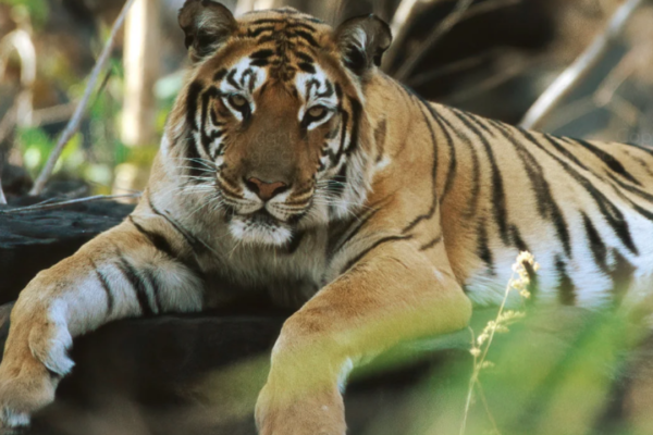 5 legendary tigers of India