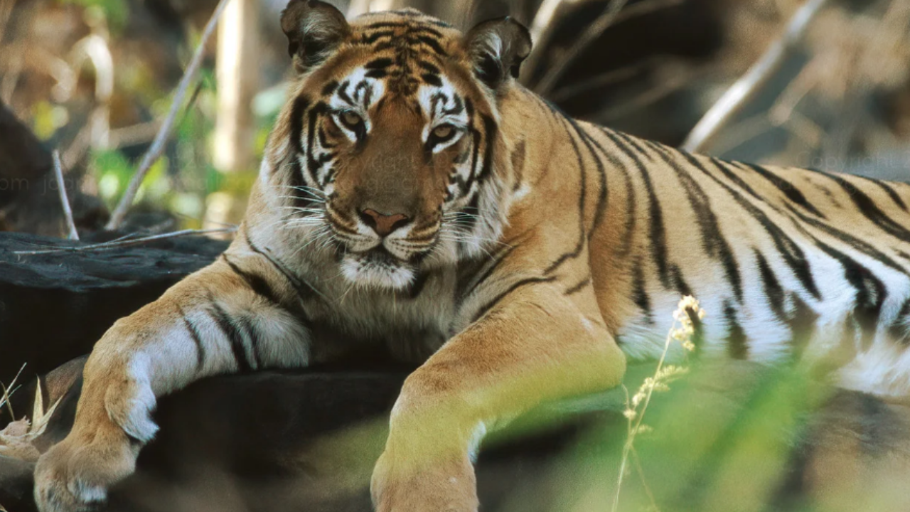 5 legendary tigers of India