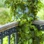 5 easy and simple hacks to accommodate nearly 50 plants in your small balcony garden