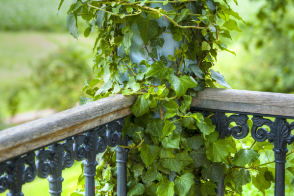 5 easy and simple hacks to accommodate nearly 50 plants in your small balcony garden