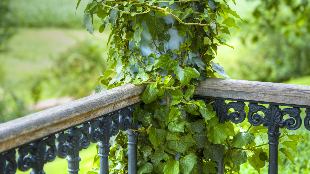5 easy and simple hacks to accommodate nearly 50 plants in your small balcony garden