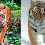 Bengal tiger vs Siberian tiger: What's the difference?