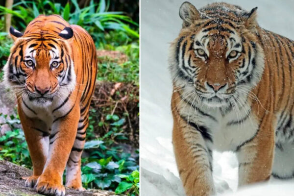 Bengal tiger vs Siberian tiger: What's the difference?