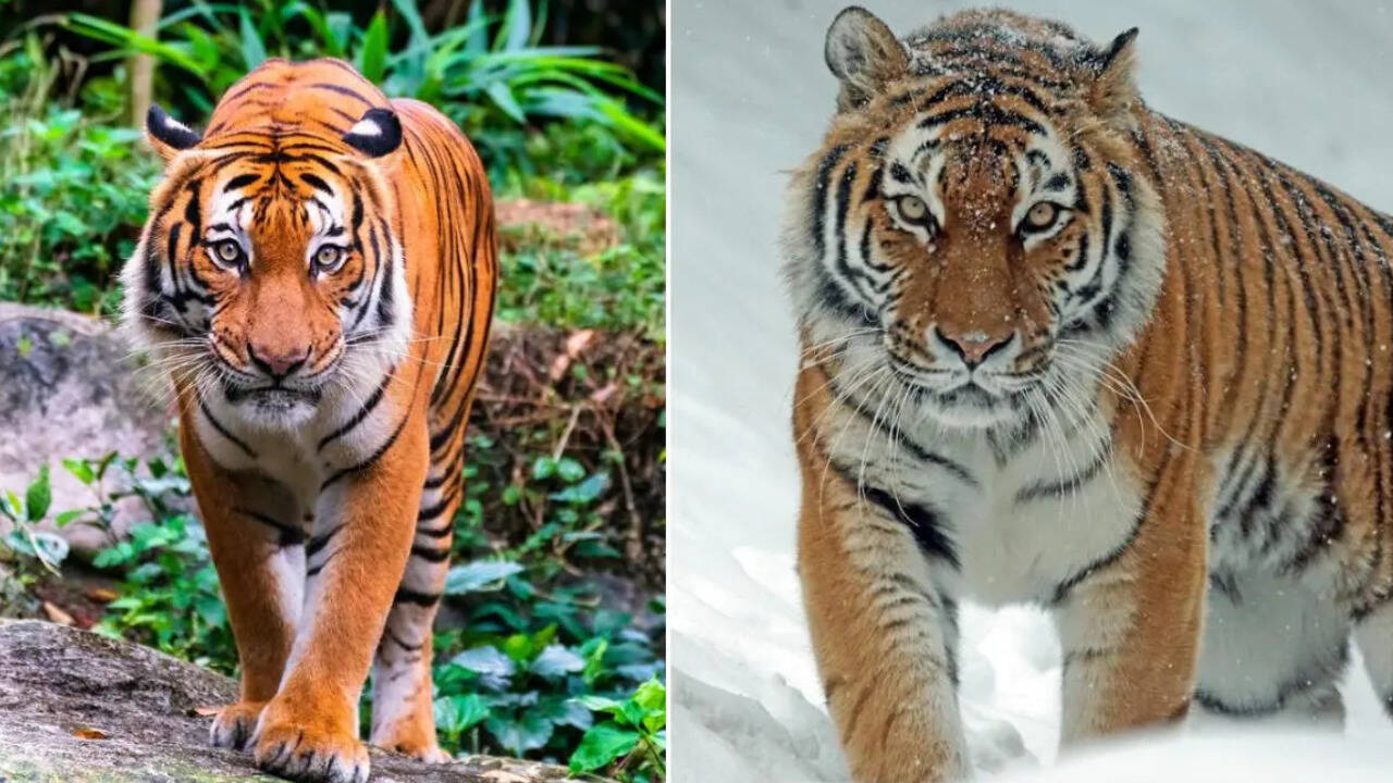 Bengal tiger vs Siberian tiger: What's the difference?