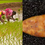 15000-year-old bones and teeth reveal what humans ate before agriculture