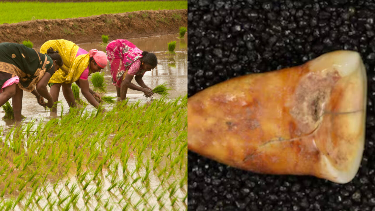 15000-year-old bones and teeth reveal what humans ate before agriculture