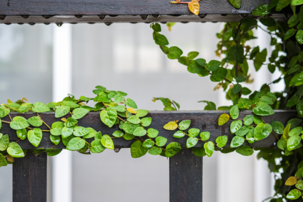 Not just a balcony, 5 spaces that you can easily use for gardening your green friends