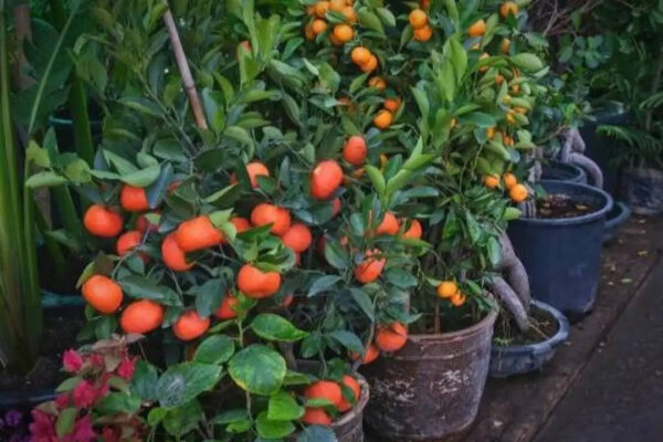 5 low-maintenance fruit plants you can grow in pot and get good harvest