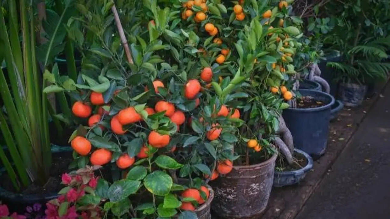 5 low-maintenance fruit plants you can grow in pot and get good harvest
