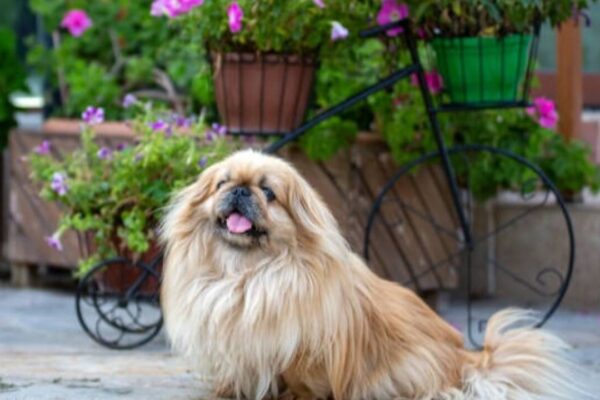 7 Teacup dog breeds that are perfect for apartment living in India