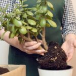 5 easy steps to encourage fuller, healthier growth