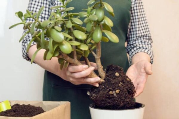 5 easy steps to encourage fuller, healthier growth