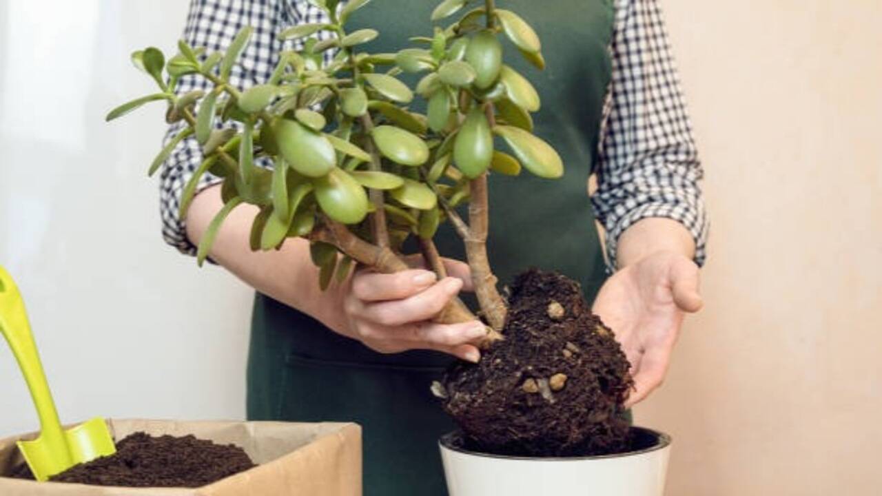5 easy steps to encourage fuller, healthier growth