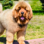 ​7 giant dog breeds that are gentle and friendly with kids​