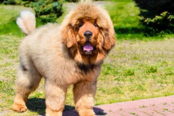 ​7 giant dog breeds that are gentle and friendly with kids​