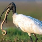 Birds that eat snakes: Nature's unlikely serpent hunters