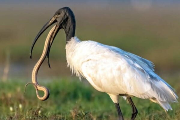 Birds that eat snakes: Nature's unlikely serpent hunters