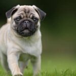 Why some of India’s most ‘trendy’ dog breeds struggle to cope with the summer heat​