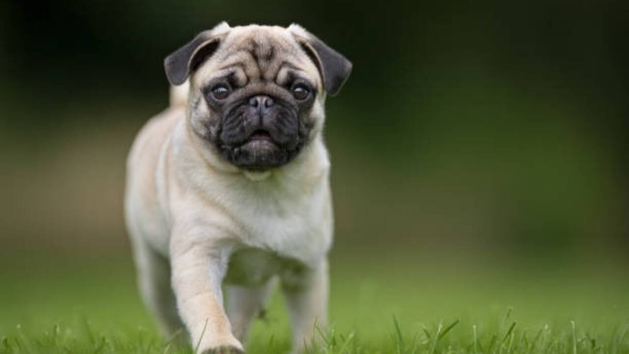 Why some of India’s most ‘trendy’ dog breeds struggle to cope with the summer heat​