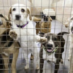 7 quiet dog breeds that make great companions for families