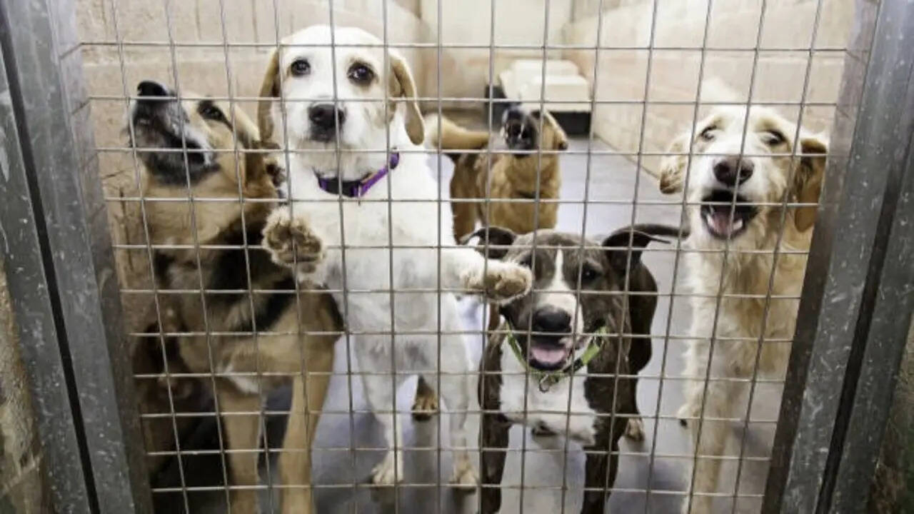 7 quiet dog breeds that make great companions for families