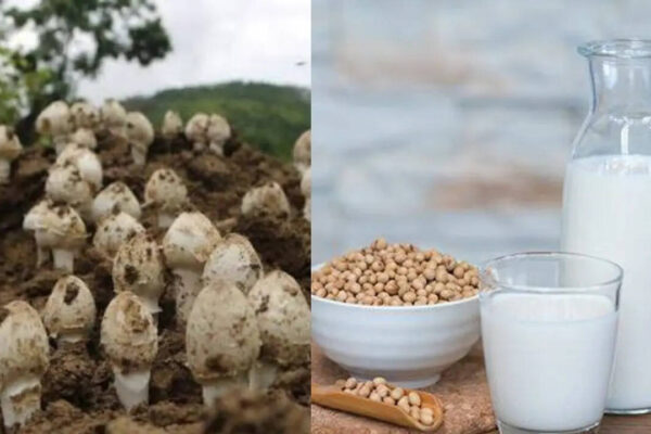 7 Food items naturally rich in vitamin D to add to your diet