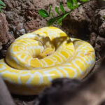 7 common non-venomous snakes found around the world