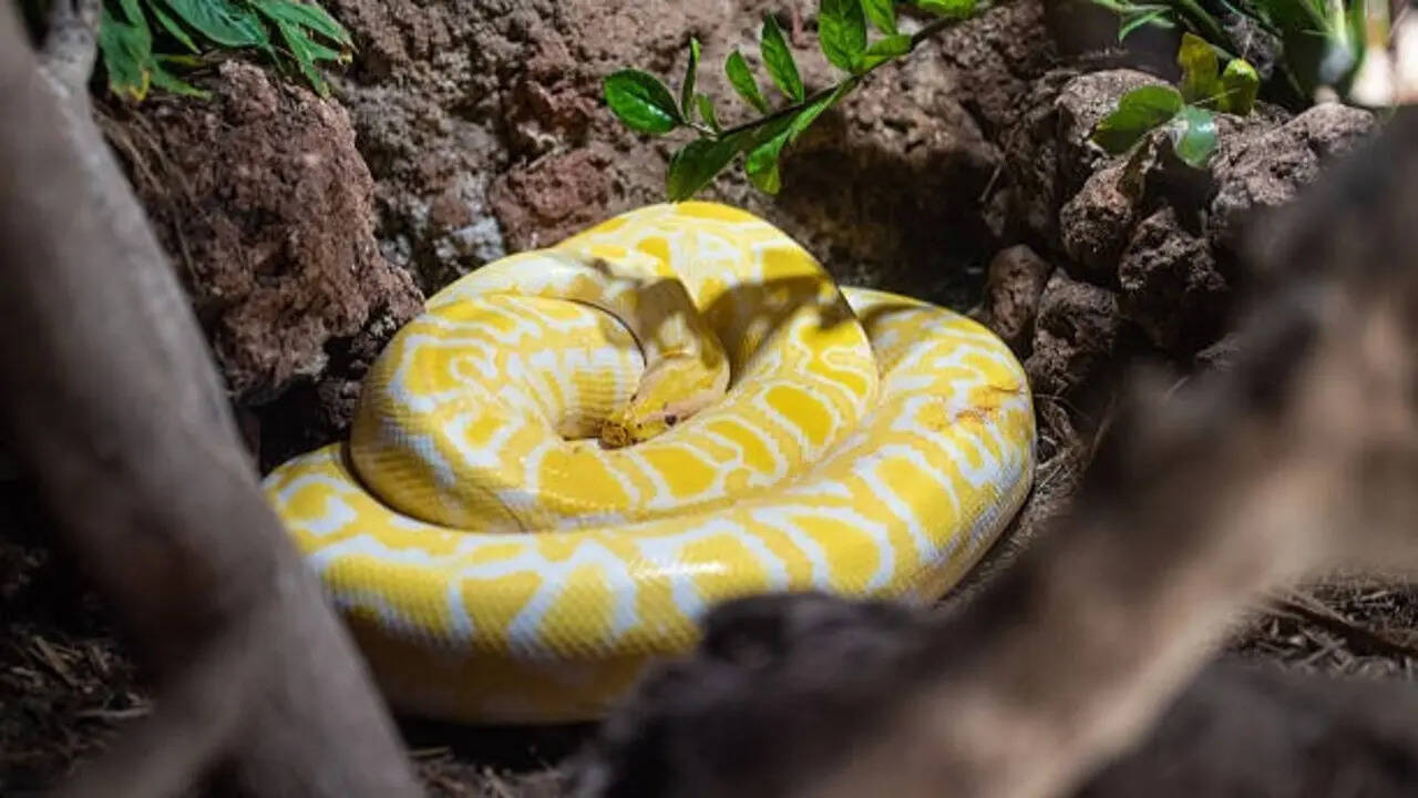 7 common non-venomous snakes found around the world