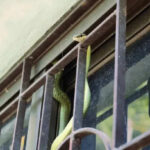 Snake in the house during monsoon? 7 things you should NEVER do