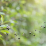 5 natural ways to keep mosquitoes away from your home